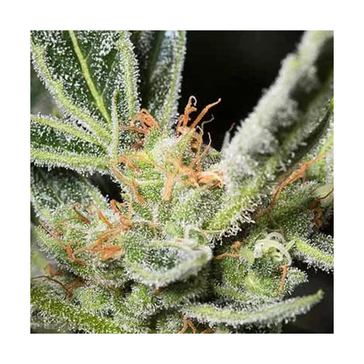 OG Kush Auto Dinafem Autofloreciente