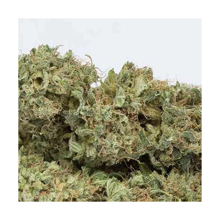 OG Kush Auto Dinafem Autofloreciente