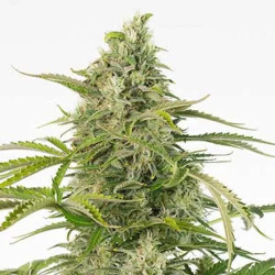 Cheese Auto CBD