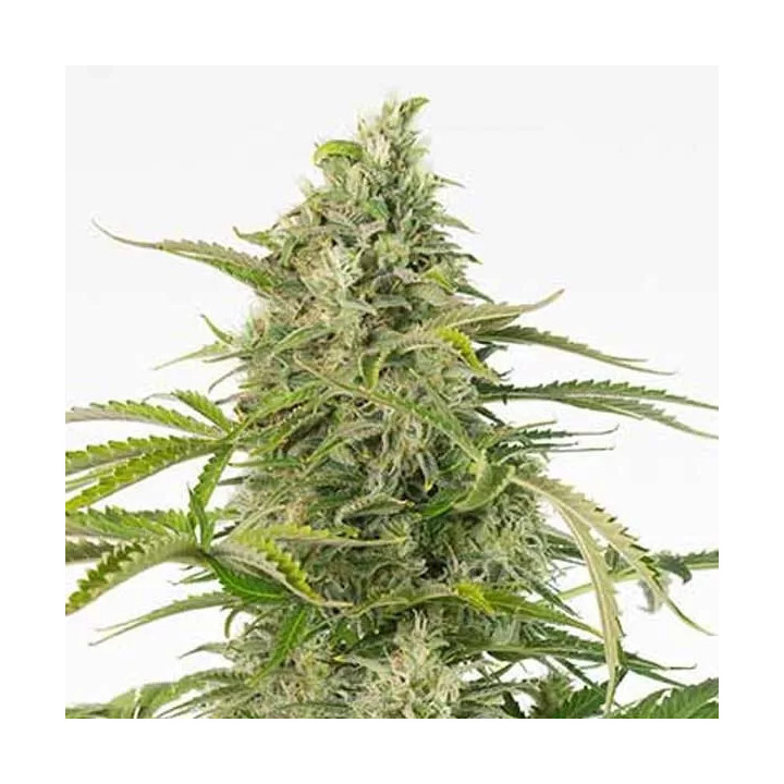 Cheese Auto CBD Dinafem Autofloreciente