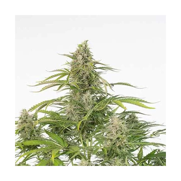 Cheese Auto CBD Dinafem Autofloreciente