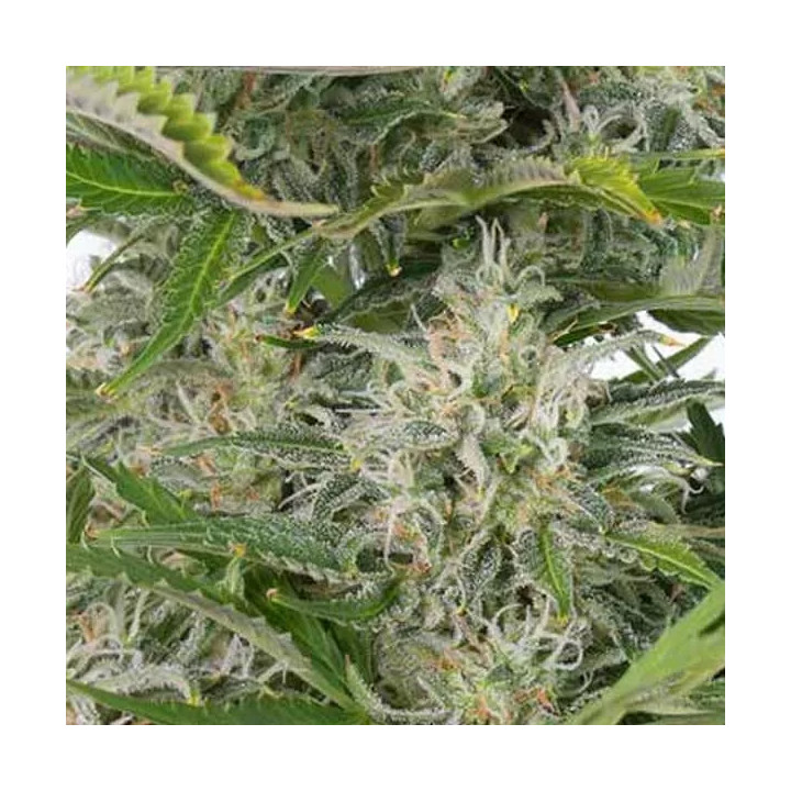 Cheese Auto CBD Dinafem Autofloreciente