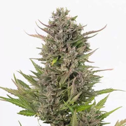 CRITICAL + AUTO CBD