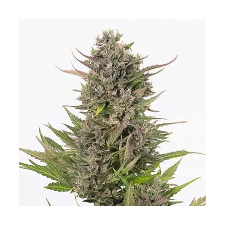 Critical + Auto CBDDinafem Autofloreciente