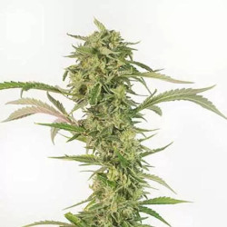 OG Kush Auto CBD