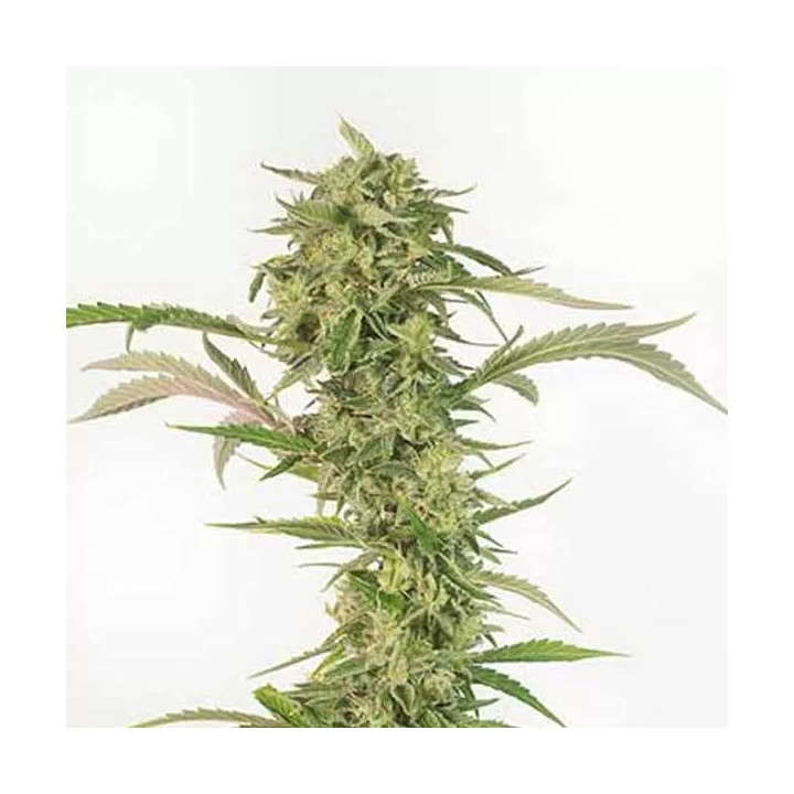 OG Kush CBD Auto Dinafem Autofloreciente
