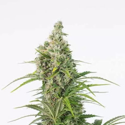 White Widow Auto CBD