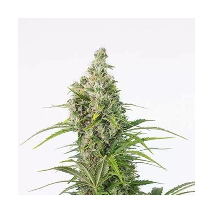 White Widow Auto CBD Dinafem Autofloreciente