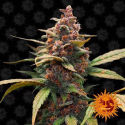 AYAHUASCA PURPLE