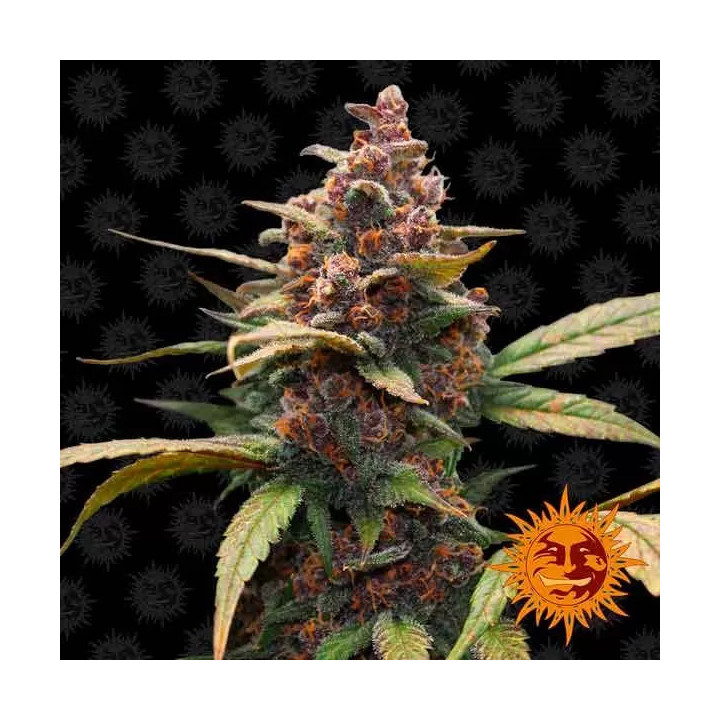  Ayahuasca Purple Feminizada 【Barney's Farm】