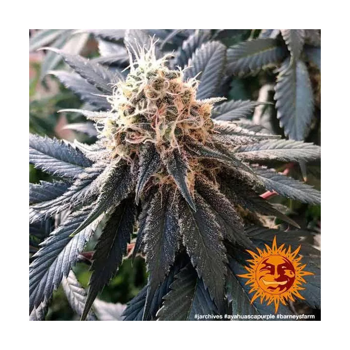  Ayahuasca Purple Feminizada 【Barney's Farm】