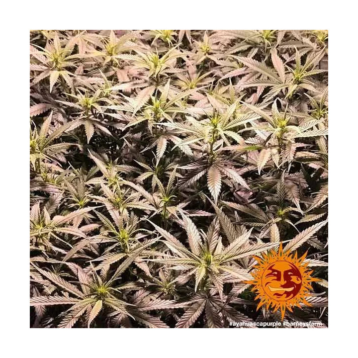  Ayahuasca Purple Feminizada 【Barney's Farm】
