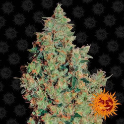 Tangerine Dream