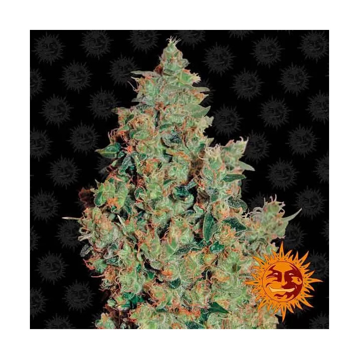 Tangerine Dream Feminizada Barney's Farm