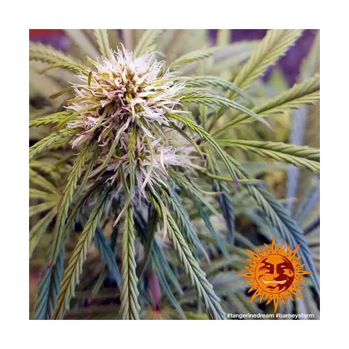 Tangerine Dream Feminizada Barney's Farm
