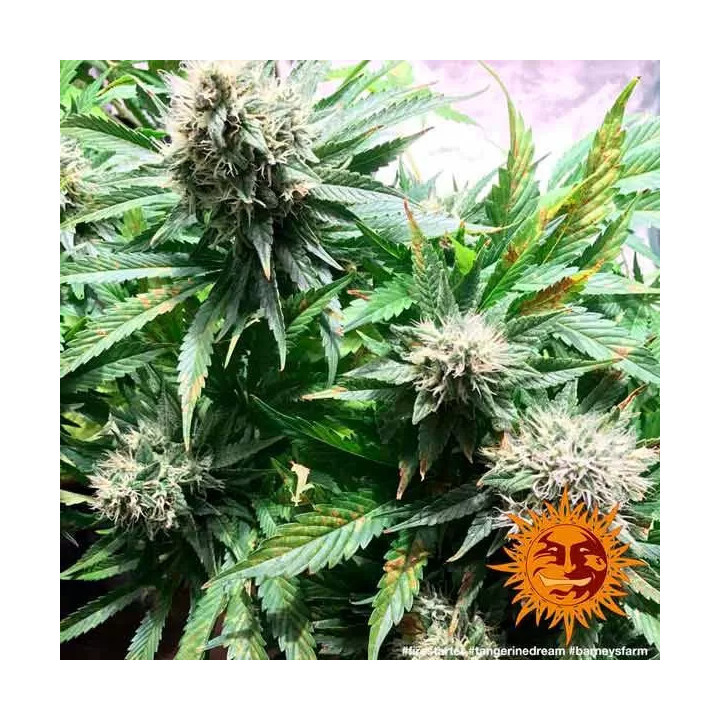 Tangerine Dream Feminizada Barney's Farm