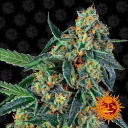 COOKIES KUSH