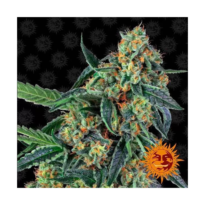 Cookies Kush Feminizada Barney's Farm