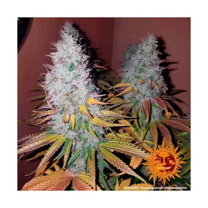 Cookies Kush Feminizada Barney's Farm