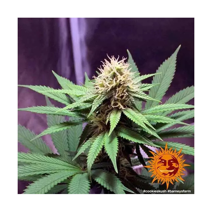 Cookies Kush Feminizada Barney's Farm