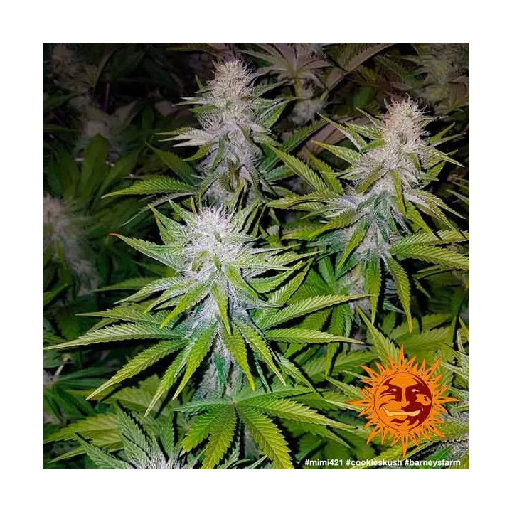 Cookies Kush Feminizada Barney's Farm