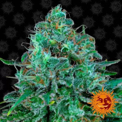 Critical Kush