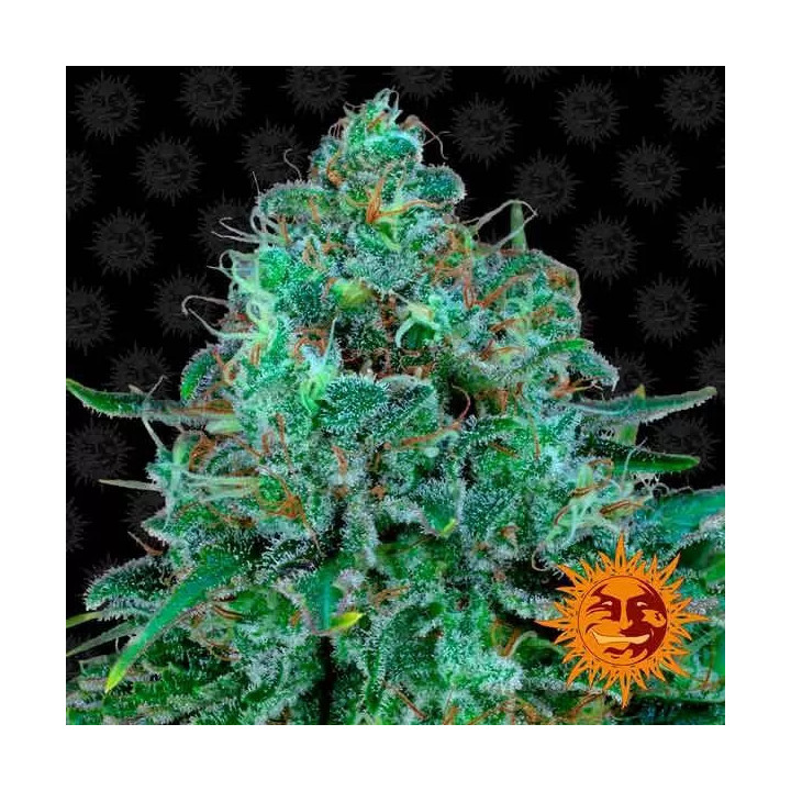 Critical Kush Feminizada Barney's Farm