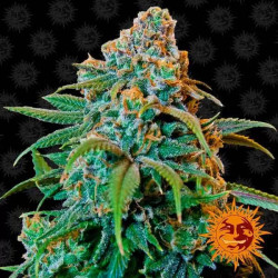 LIBERTY HAZE