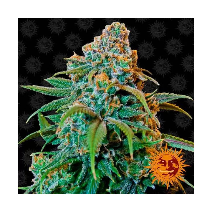 Liberty Haze Feminizada Barney's Farm