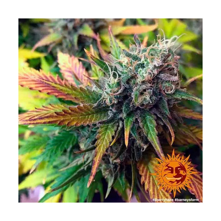Liberty Haze Feminizada Barney's Farm