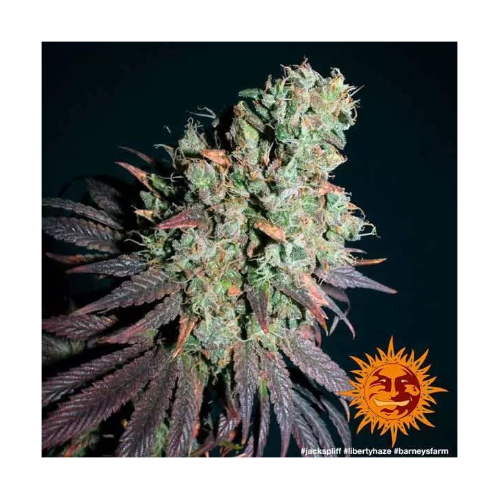 Liberty Haze Feminizada Barney's Farm