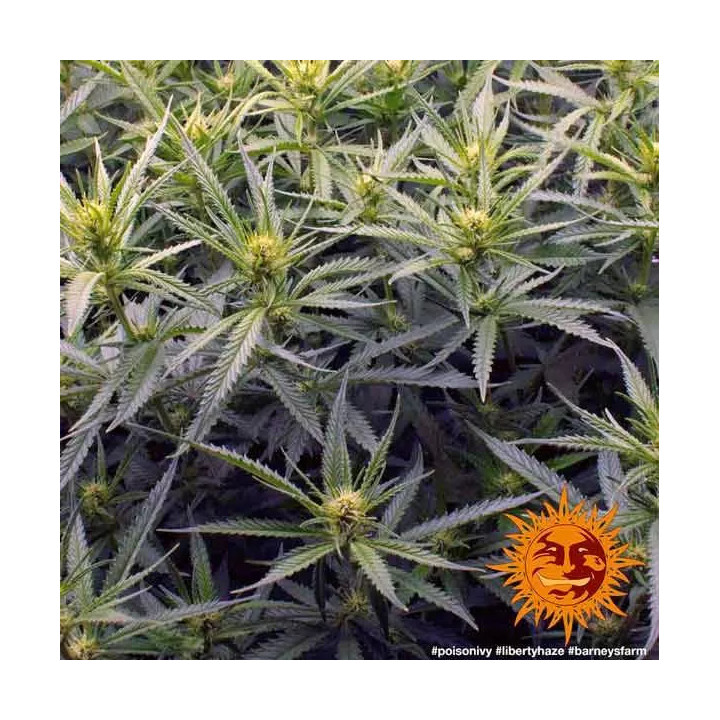 Liberty Haze Feminizada Barney's Farm