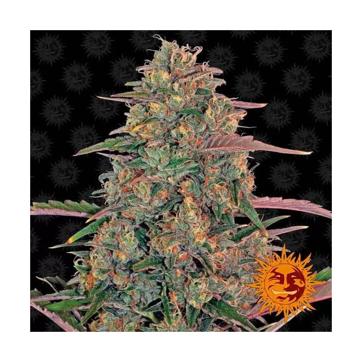 Pineapple Chunk Feminizada Barney's Farm