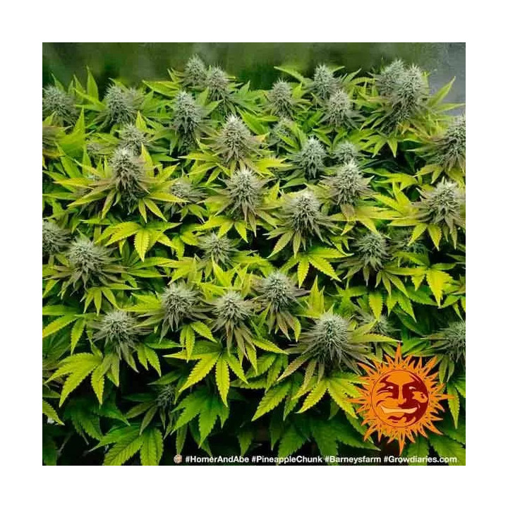 Pineapple Chunk Feminizada Barney's Farm