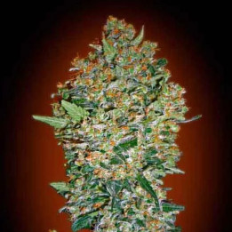  Cheese Berry Feminizada 【00 Seeds Bank】