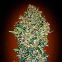 CHEESE BERRY