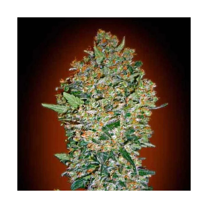 Cheese Berry Feminizada 00 Seeds Bank