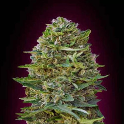 CARAMEL KUSH