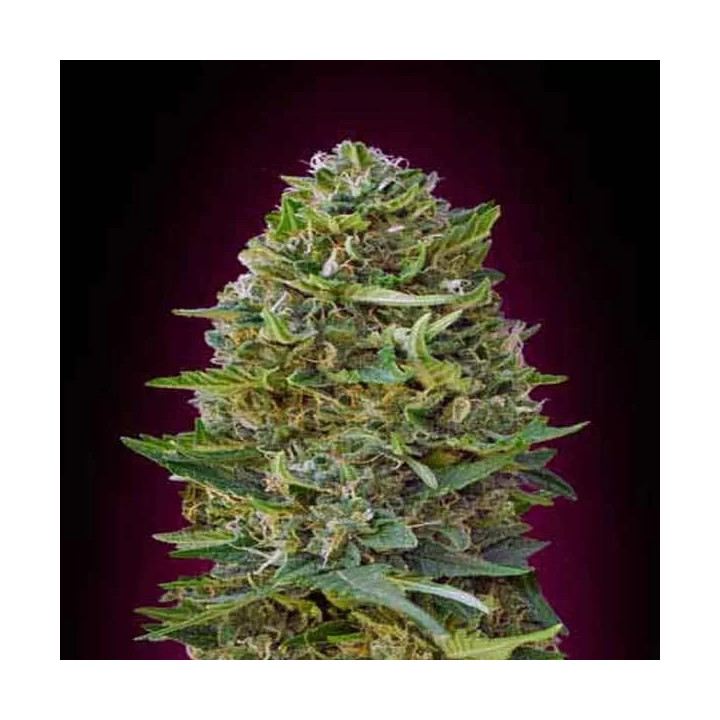 Caramel Kush Feminizada 00 Seeds Bank
