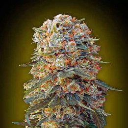  Sweet Critical Feminizada 【00 Seeds Bank】