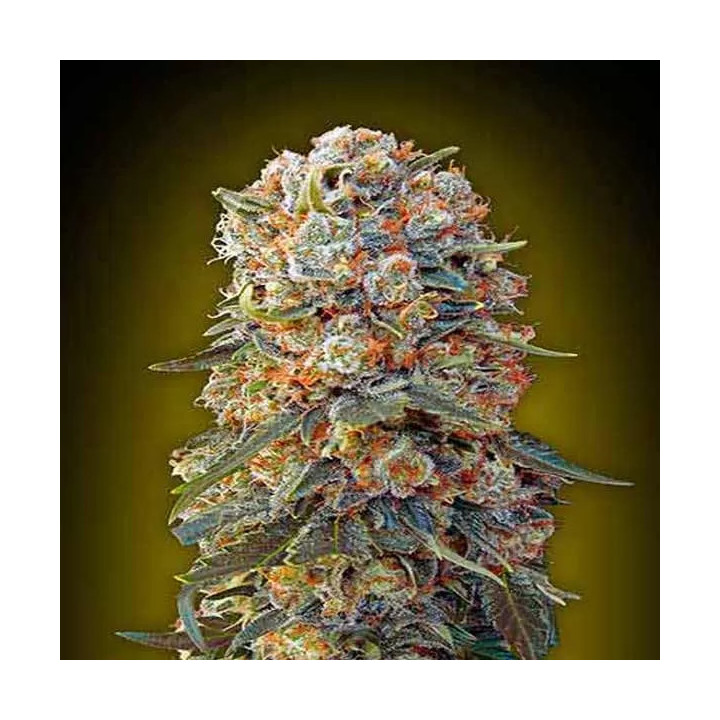  Sweet Critical Feminizada 【00 Seeds Bank】