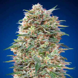  California Kush Feminizada 【00 Seeds Bank】