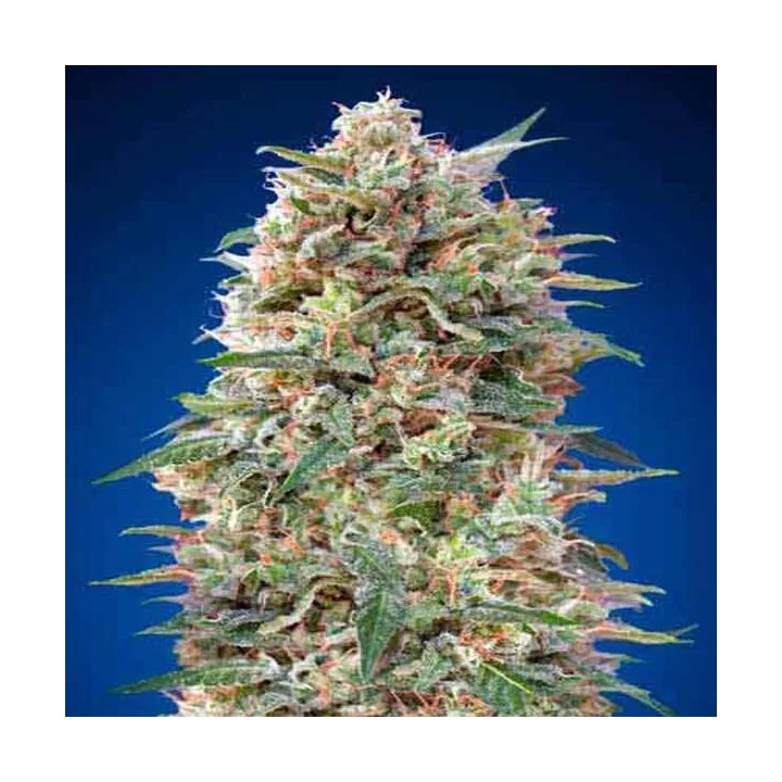 California Kush Feminizada 00 Seeds Bank