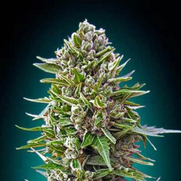  Auto Northern Lights 【00 Seeds Bank Autofloreciente】