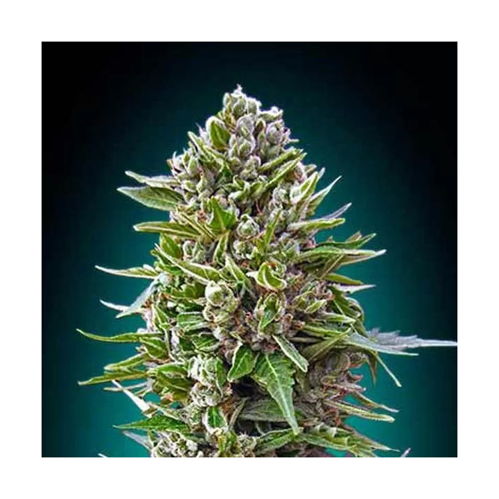 Auto Northern Lights 00 Seeds Bank Autofloreciente