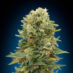 Auto Afghan Mass