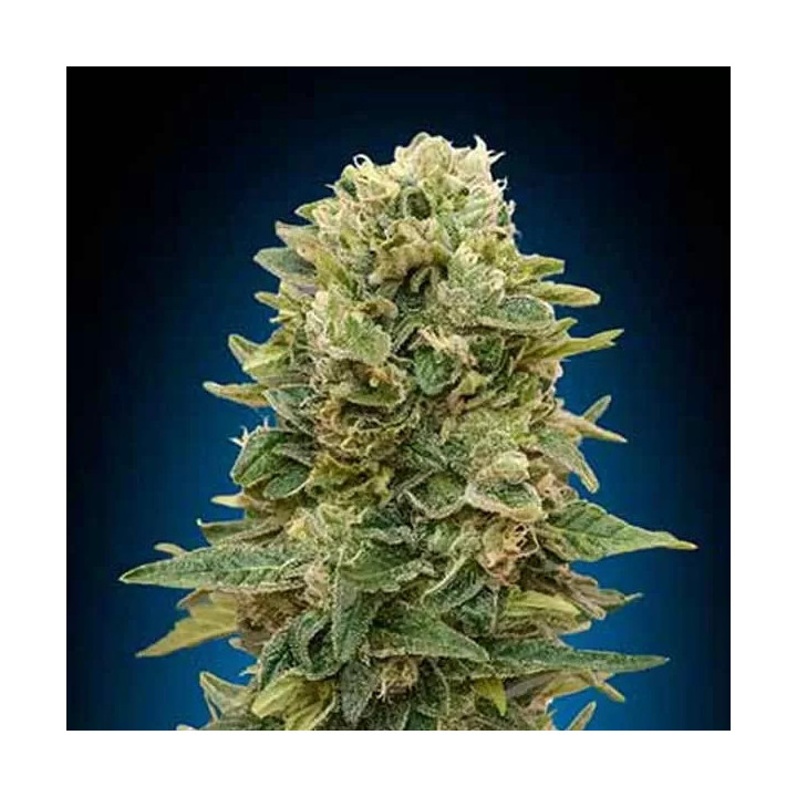 Auto Afghan Mass 00 Seeds Bank Autofloreciente