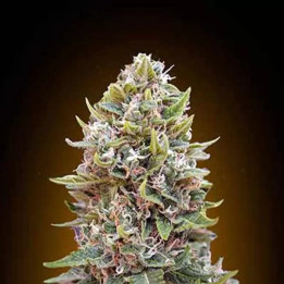  Auto Cheese Berry 【00 Seeds Bank Autofloreciente】