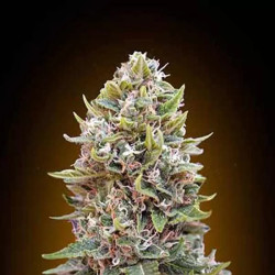 Auto Cheese Berry