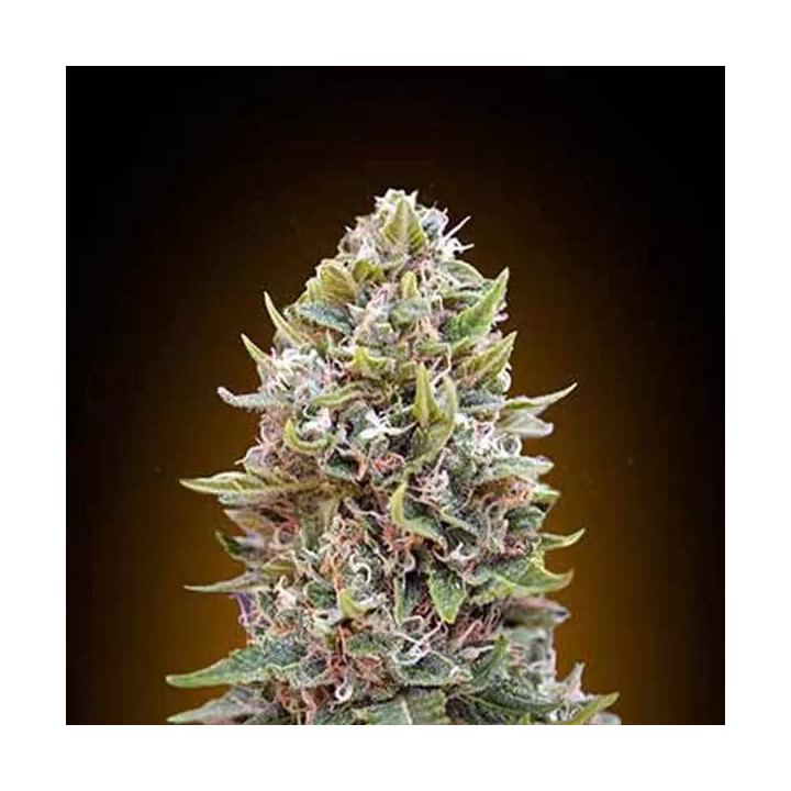 Auto Cheese Berry 00 Seeds Bank Autofloreciente